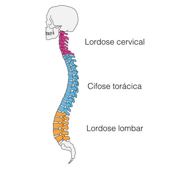 agachamento livre curvaturas da coluna vertebral